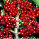 Arabica Coffee Cherries on the Tree