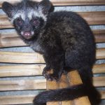 Civet Cat with Coffee Cherry