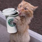 Cat Ogles Starbucks' Coffee