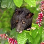 Civet Cat Ogles Coffee Cherries!