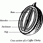 Cross Section of Coffee Cherry