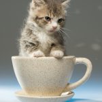 Kitty in a Cup